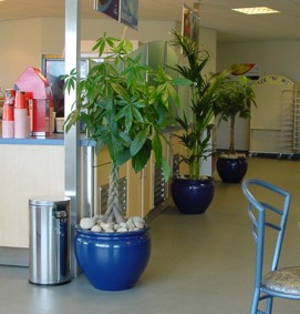 Tropical plant displays in a cafe in West Midlands